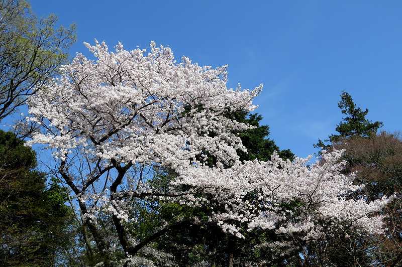 2015年4月2日　都内桜巡り　その６_c0313378_16192079.jpg