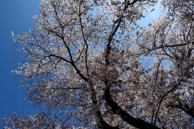 2015年4月2日　都内桜巡り　その６_c0313378_16192547.jpg