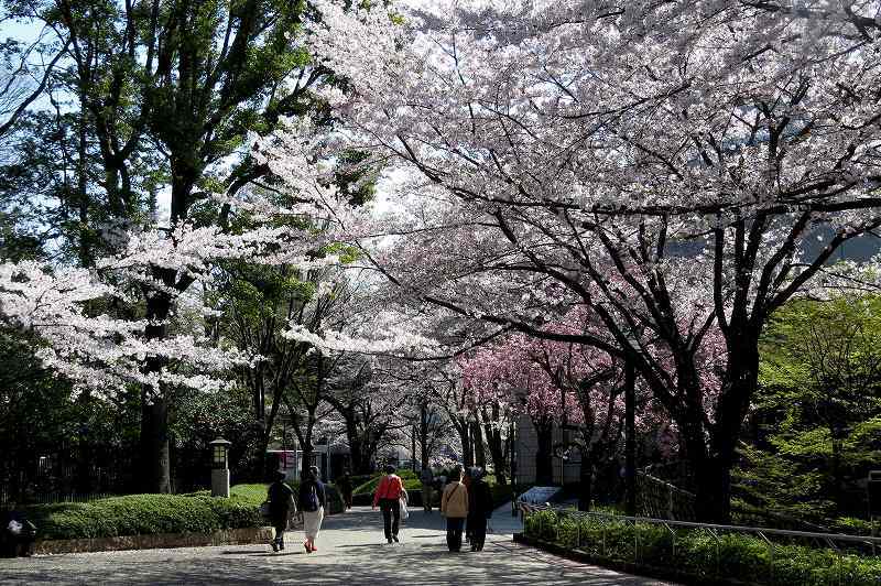 2015年4月2日　都内桜巡り　その６_c0313378_16193266.jpg