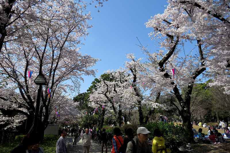 2015年4月2日　都内桜巡り　その６_c0313378_16193518.jpg