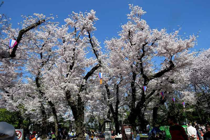 2015年4月2日　都内桜巡り　その６_c0313378_16193792.jpg