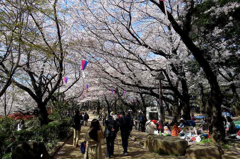 2015年4月2日　都内桜巡り　その６_c0313378_16194263.jpg