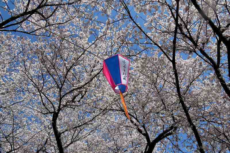 2015年4月2日　都内桜巡り　その６_c0313378_16194508.jpg