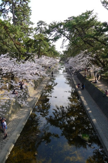 夙川公園で染井吉野を満喫～_c0360979_07372298.jpg