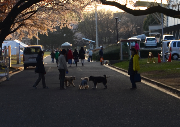 春の夕暮れ_b0194880_18393053.jpg
