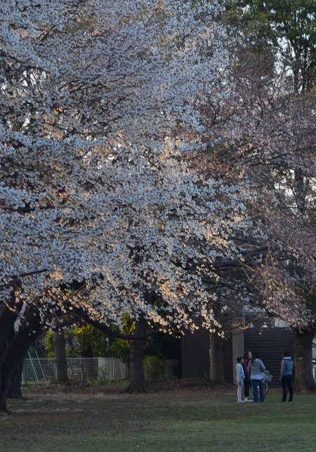 春の夕暮れ_b0194880_18393886.jpg