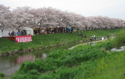 黒目川花まつり 鳥蝶ビデスコ 黒目川花まつり 鳥蝶ビデスコ
