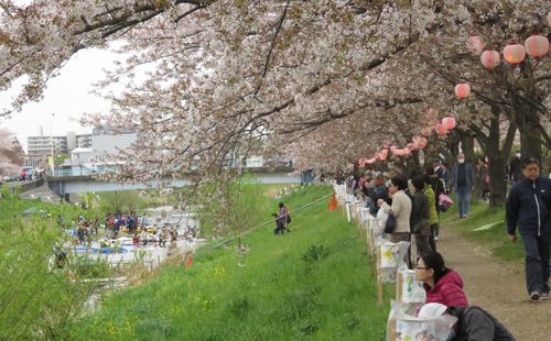 黒目川花まつり 鳥蝶ビデスコ 黒目川花まつり 鳥蝶ビデスコ