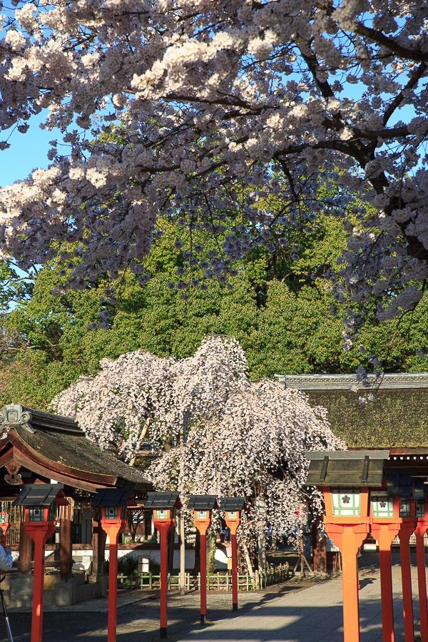 桜2015！　～平野神社～_b0128581_2002876.jpg