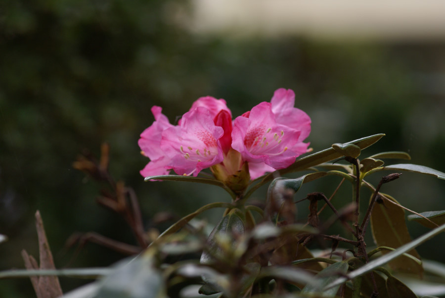 花達の記念写真・・２_b0163381_091861.jpg