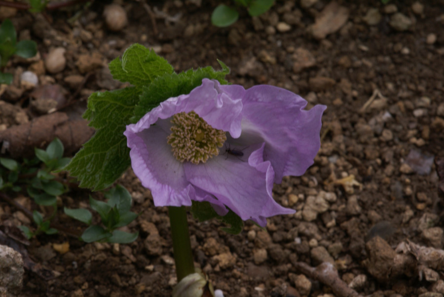 花達の記念写真・・２_b0163381_092851.jpg