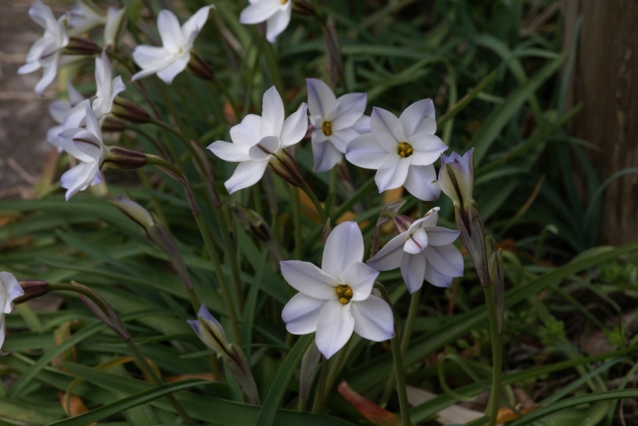 花達の記念写真・・２_b0163381_093480.jpg