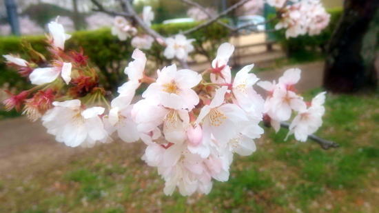 酒津公園の桜風景2015_a0019082_19511782.jpg