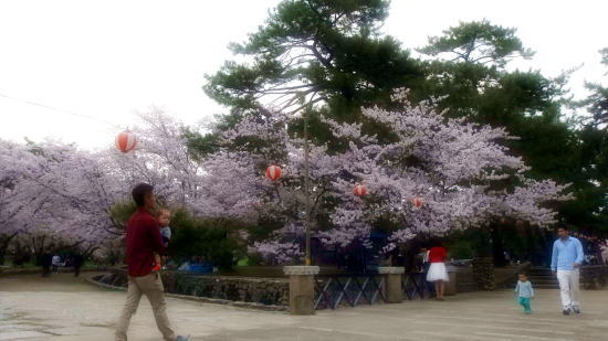 酒津公園の桜風景2015_a0019082_19521248.jpg