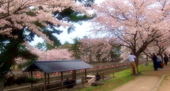 酒津公園の桜風景2015_a0019082_19524651.jpg