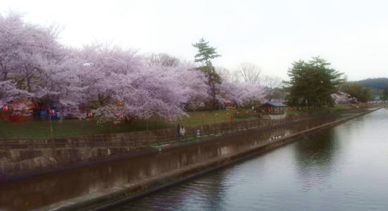 酒津公園の桜風景2015_a0019082_1953055.jpg