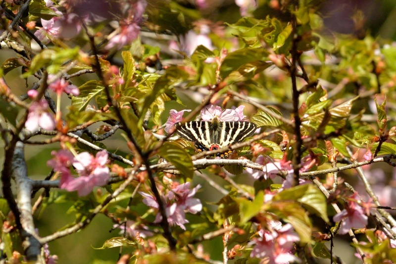 神奈川ギフ、桜で吸蜜（2015/4/2）_f0031682_13274307.jpg