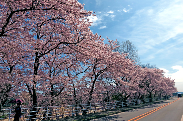 2015年4月5日（日）雨のお花見＆ＢＢＱ_b0137083_17443950.jpg