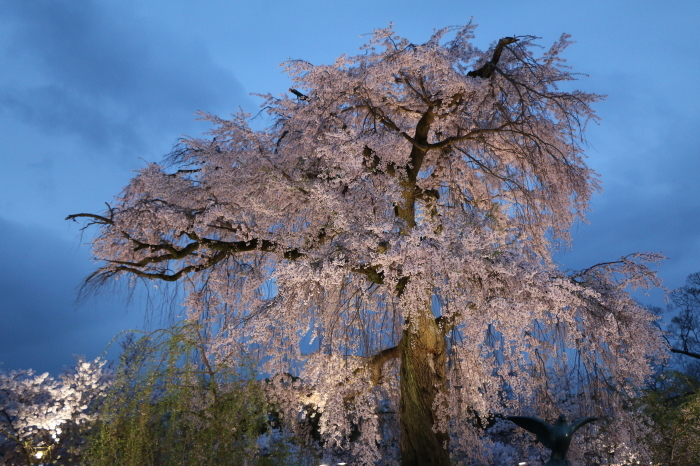 円山公園の夜桜_c0338583_17322111.jpg