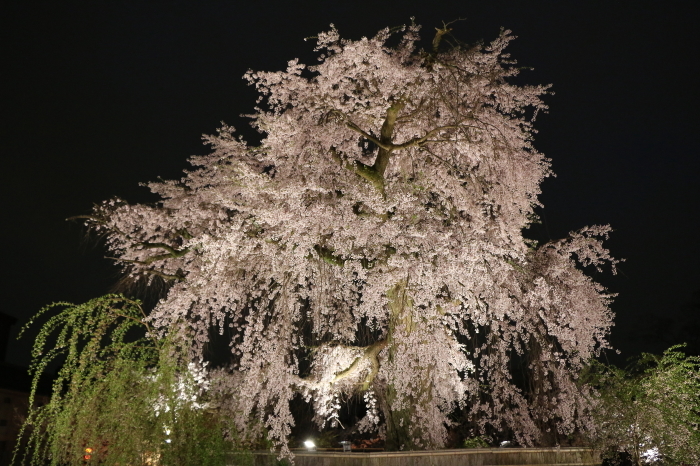 円山公園の夜桜_c0338583_17361541.jpg