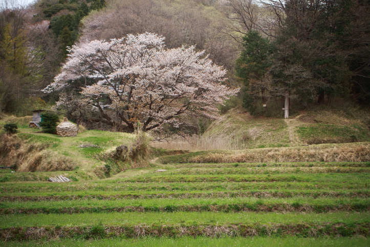 町田市 五反田谷戸の畦桜 前半 日本あちこち撮り歩記 町田市 五反田谷戸の畦桜 前半 日本あちこち撮り歩記