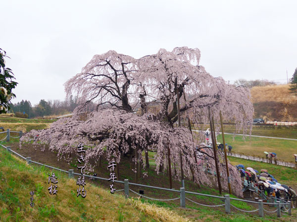 三春の滝桜_c0065587_8105270.jpg