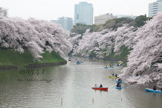 千鳥ヶ淵の桜_a0124689_1694417.jpg