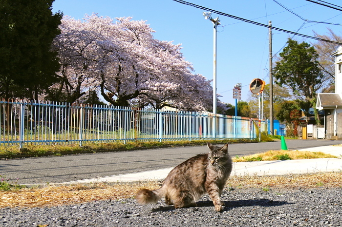 お花見ねこ　その２_b0319089_14162386.jpg