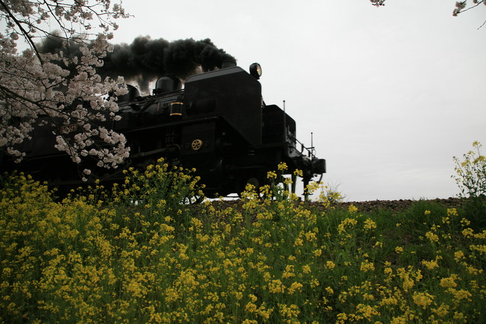 真岡鉄道の春_d0017189_18174546.jpg