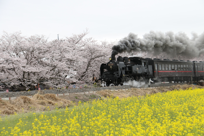 真岡鉄道の春_d0017189_18241131.jpg