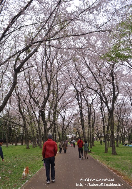 お花見散歩_a0126590_07470677.jpg