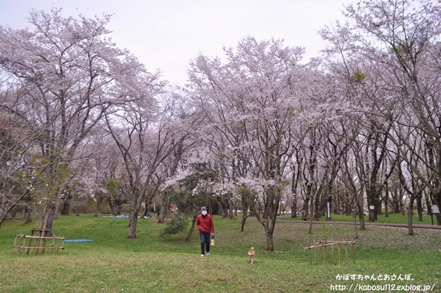 お花見散歩_a0126590_07471340.jpg