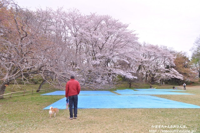 お花見散歩_a0126590_07472032.jpg