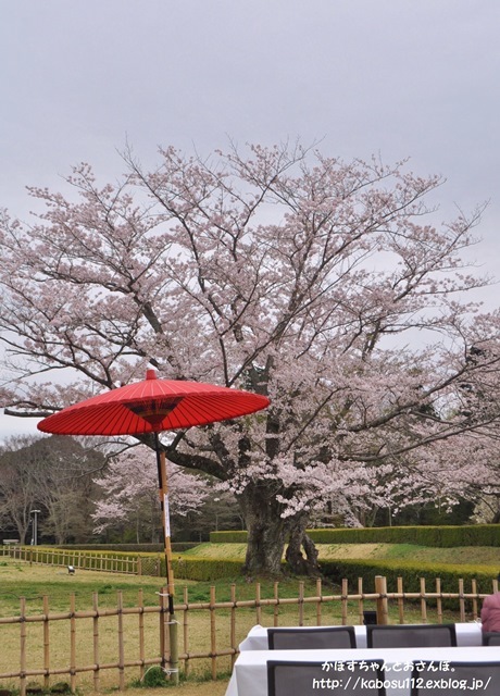 お花見散歩_a0126590_07473127.jpg