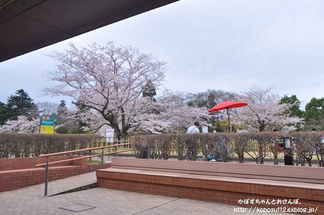 お花見散歩_a0126590_07474953.jpg