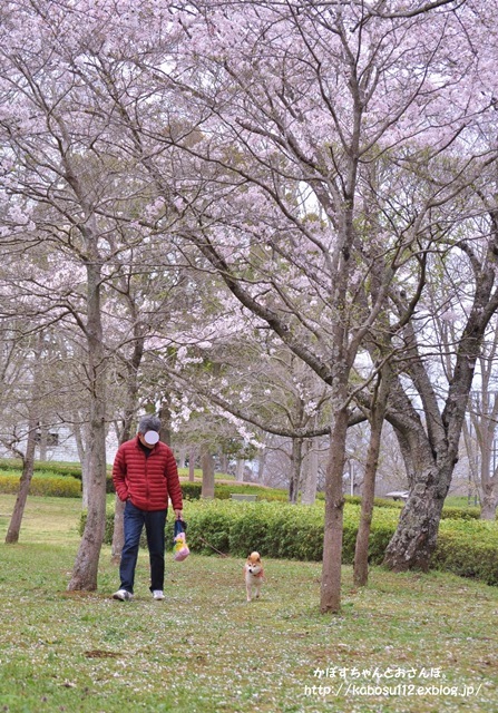 お花見散歩_a0126590_07484145.jpg