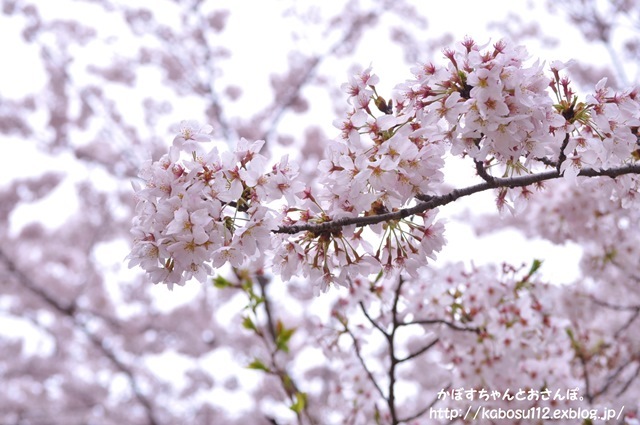 お花見散歩_a0126590_07485114.jpg