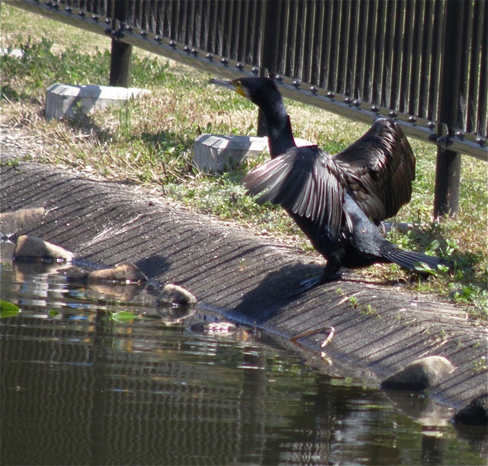 「近くの公園」の池にカワウが来ました_d0006690_1034884.jpg