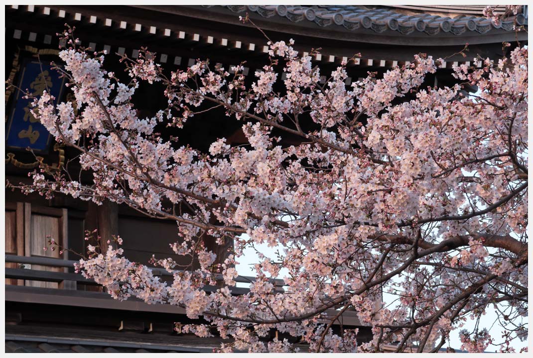 行福寺の桜_e0207391_14384910.jpg