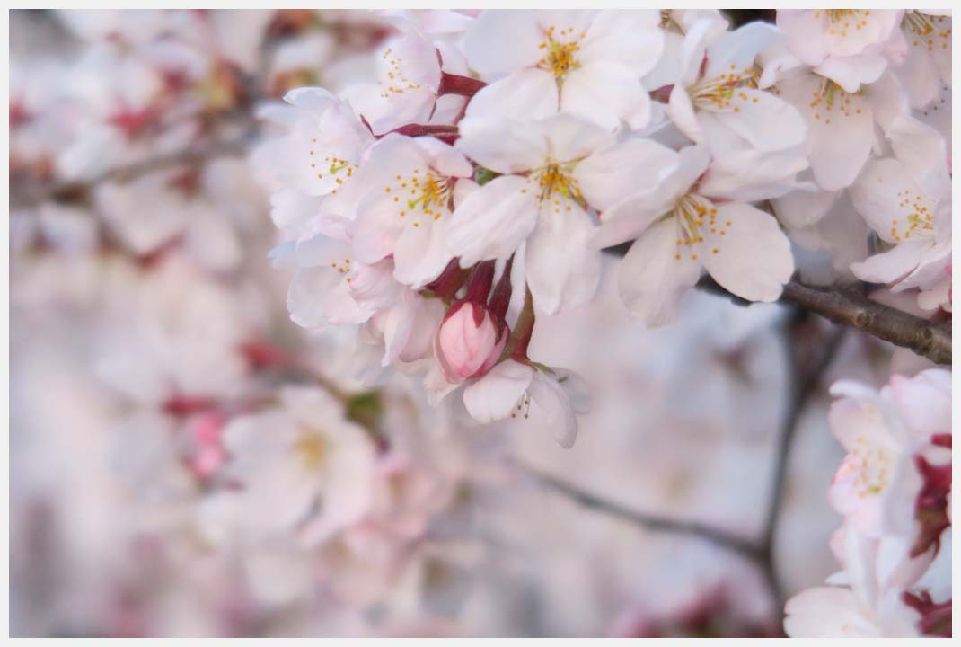 行福寺の桜_e0207391_1439516.jpg