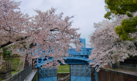 雨の日曜日　桜　桜　桜　2015/4/5（日）毛馬ＲＵＮ：28.55㎞_b0176192_1430179.jpg