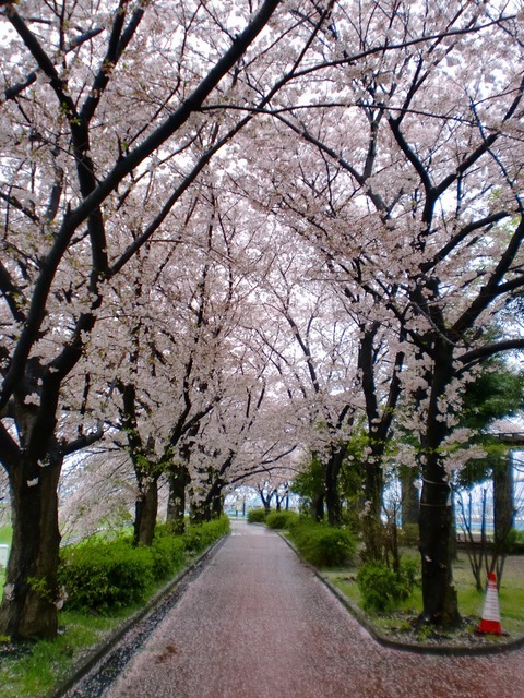 雨の日曜日　桜　桜　桜　2015/4/5（日）毛馬ＲＵＮ：28.55㎞_b0176192_147369.jpg
