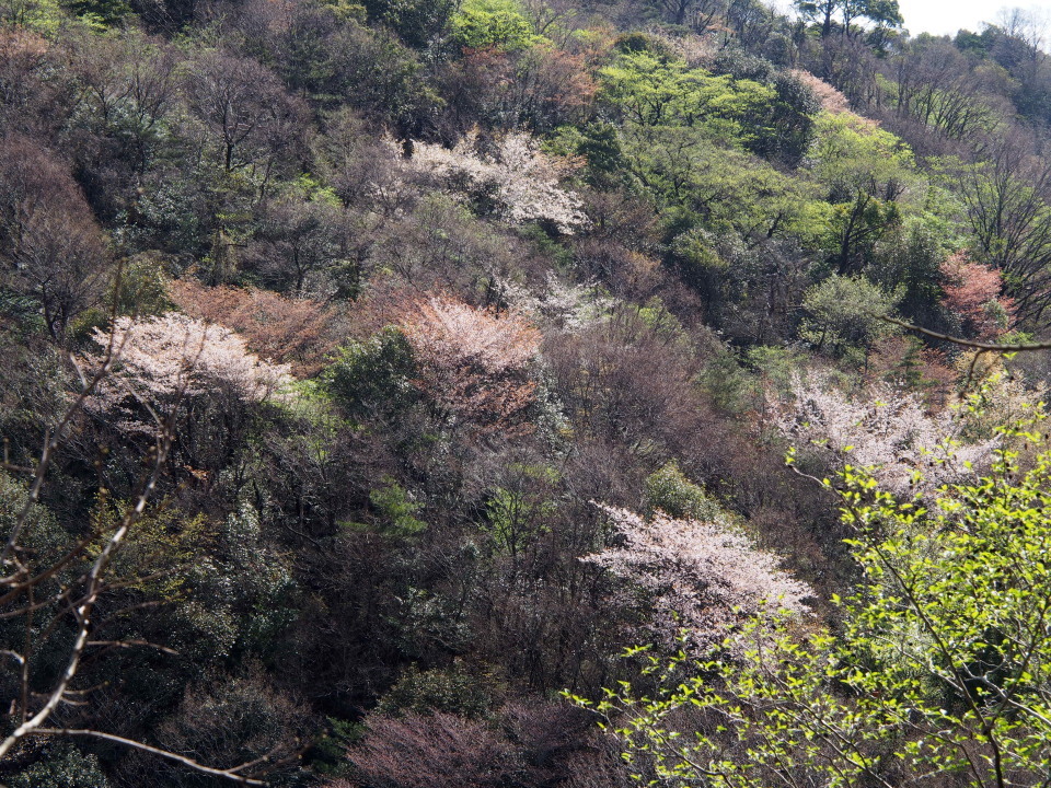 400ｍ位まではﾔﾏｻﾞｸﾗ満開､その上は１週間後が楽しみ＠六甲住吉道2015/04/04㈯快晴後曇 単独_c0134193_21322894.jpg