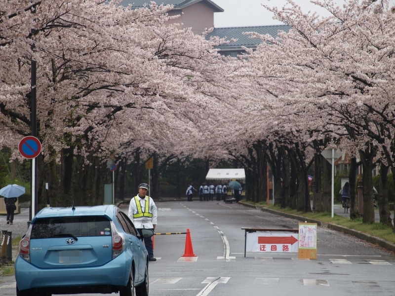 近所の桜_b0343094_14315870.jpg