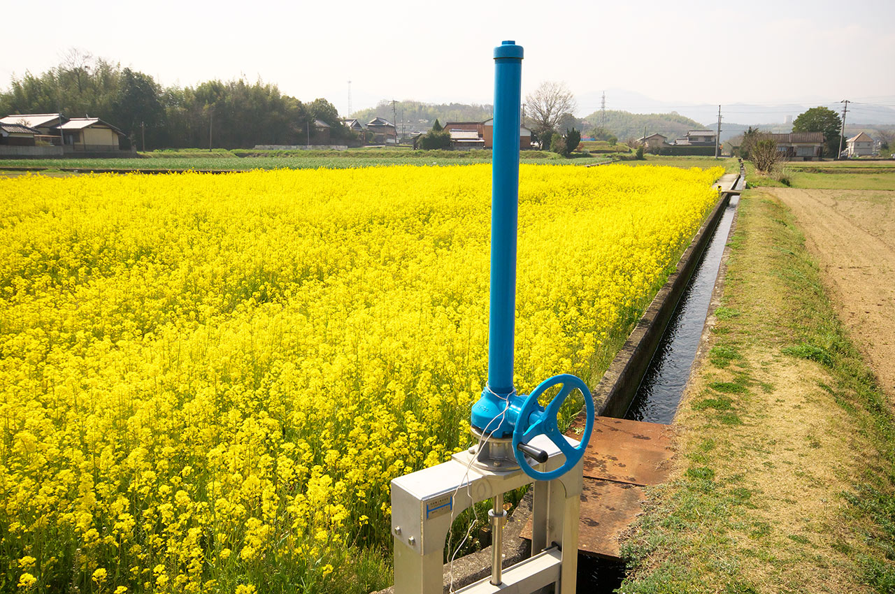 菜の花とニホンミツバチ #2_d0146295_20214133.jpg