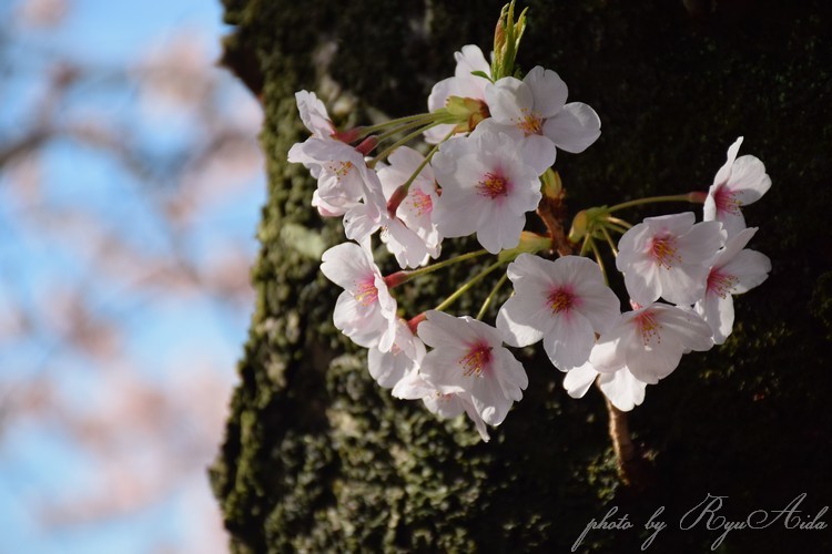 幹に花_f0332795_16511916.jpg