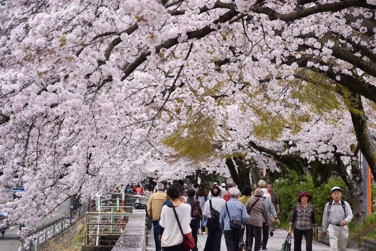 花見客_f0332795_16524481.jpg