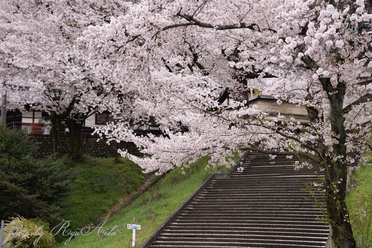 花見客_f0332795_16525400.jpg