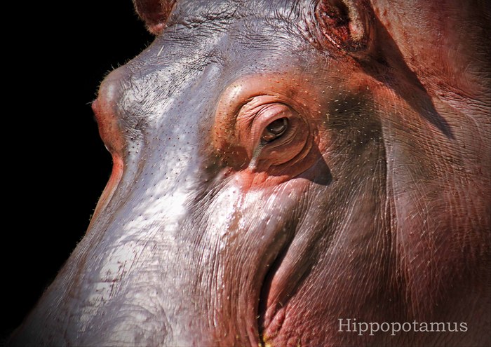 カバ：Hippopotamus_b0249597_643366.jpg