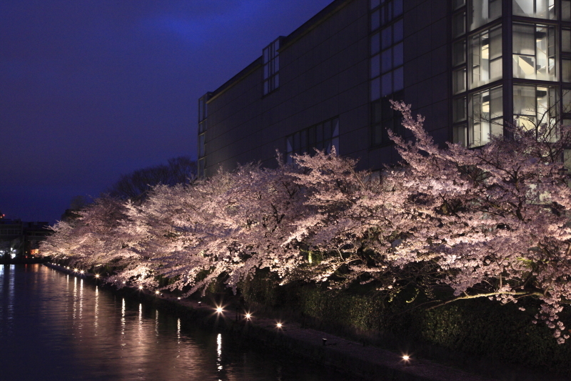 京都岡崎夜桜その４_f0328998_20361426.jpg